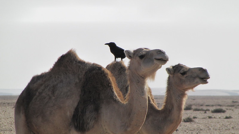 Sahara